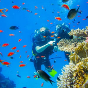 Snorkel in the Red Sea from a yacht charter